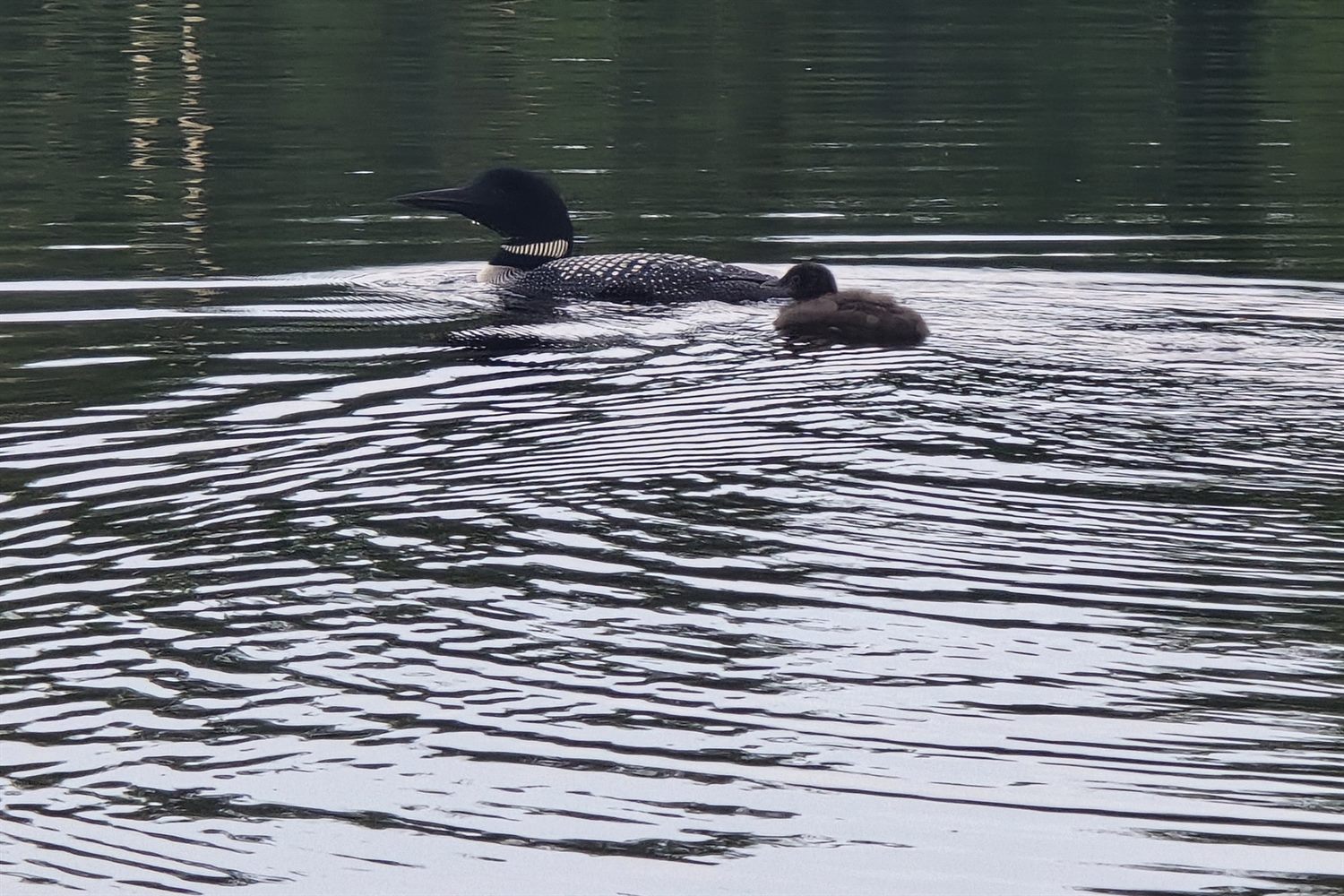 A common loon and its chick on a calm Vilas County lake in the Northwoods